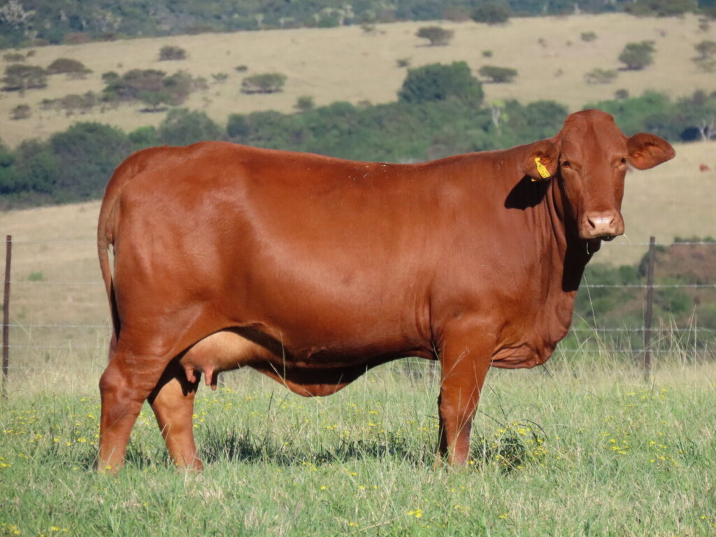 7 Tips to Master In Vitro Embryo Production for Livestock Success
