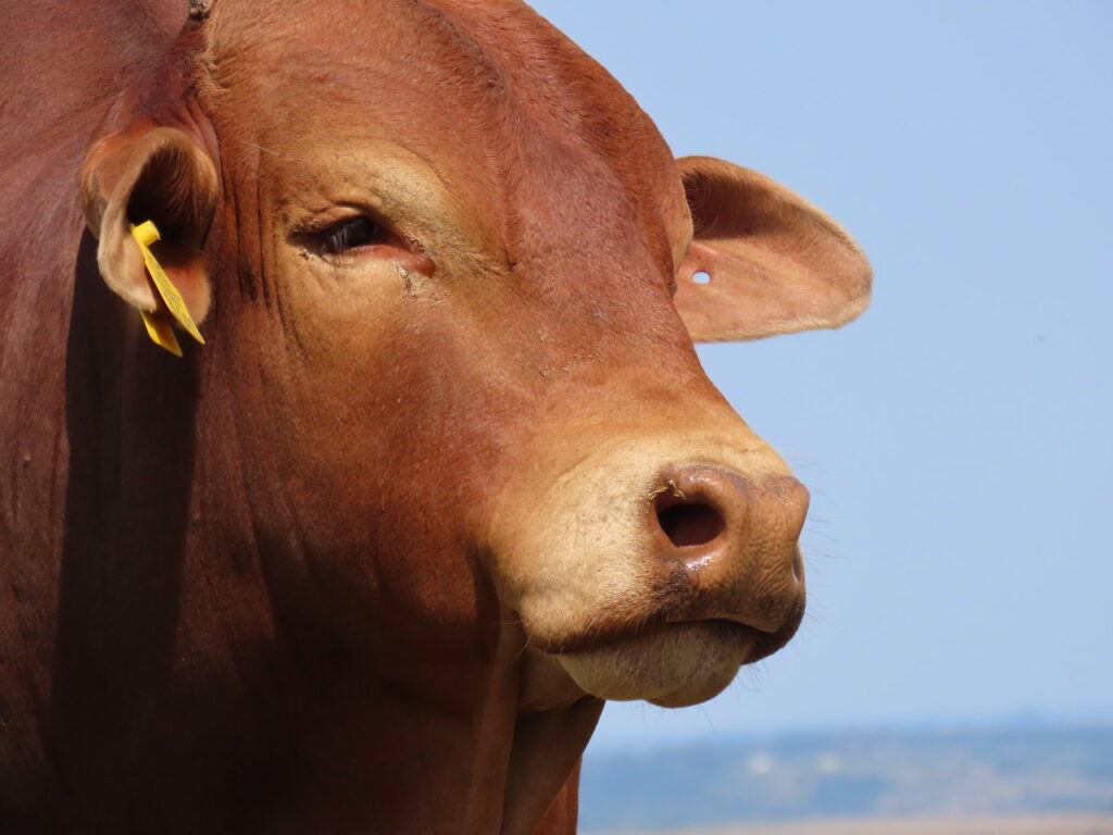Semen Collection Techniques for Livestock: Best Practices for Breeders